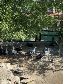 Prodám pižmovky