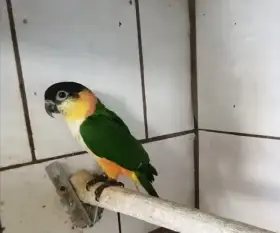 Prodám Amazonka černotemenného