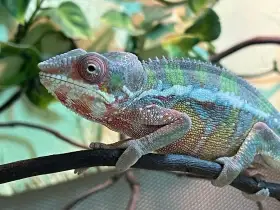 Furcifer pardalis ambilobe