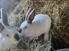 Králík