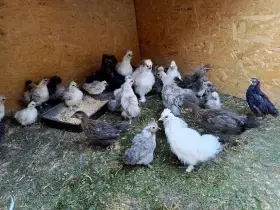 Hedvábnička zdrobnělá