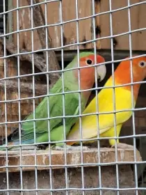 Agapornis růžohrdlý
