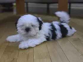 Štěňátka se znaky plemene Shih-tzu ( ši-cu)