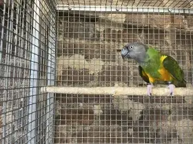 Papoušek senegalský - dospělý samec