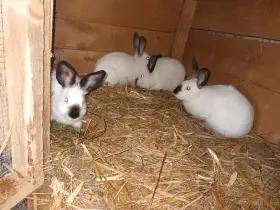 Kalifornský králíci