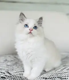 Kocourci ragdoll s PP