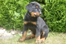 Štěňata Beauceron (Berger de Beauce)