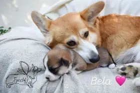 Welsch corgi pembroke