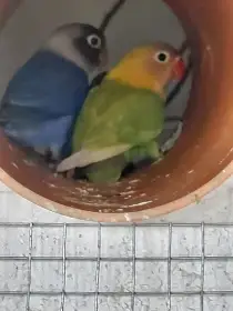 Prodám mlaďata agapornise škraboškového