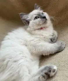 Luxusní ragdoll koťátko