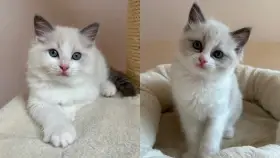 Koťata Ragdoll s PP