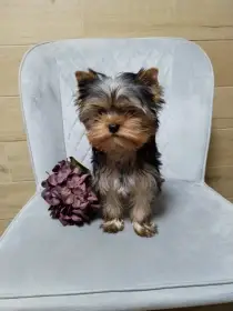 Fenečka Yorkshire terrier/Jorkšírský teriér s PP FCI