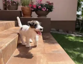 Štěňátka Jack Russell Teriér s PP
