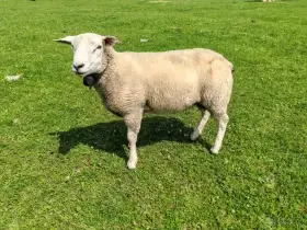 Plemenný beran texel