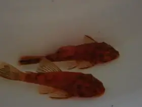 Ancistrus Lda16