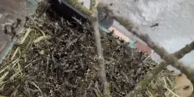 Saranče všežravé (Locusta migratoria) 🦗