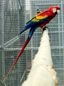 Ara macao cyanoptera