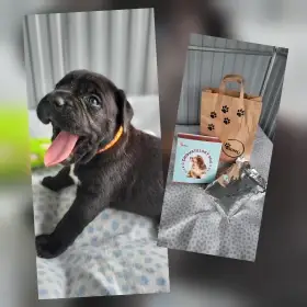 Štěňata, typ cane corso🐾