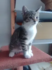 Kočičky hledají domov.