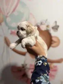 Krásné štěňátka Shih tzu s PP