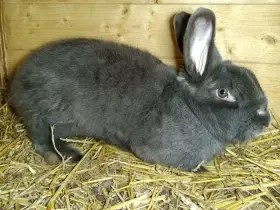Vídeňská modrá