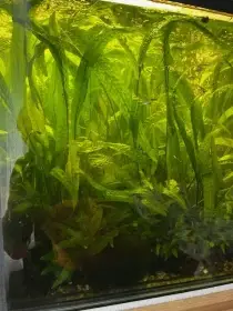 Cryptocoryne usteriana