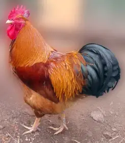 Kuřata plemena Hempšírka
