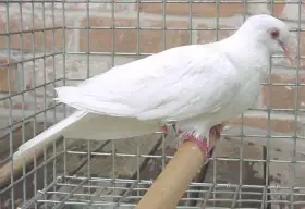 Mutační hrdličky