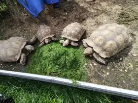 Sulcata 18lat stara, dospela, se mnozi