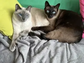 2 kocourci hledají společný domov - thajka