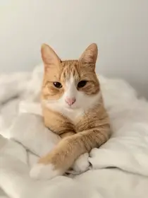 🐾 Krásný rezavý kocour hledá nový domov 🧡