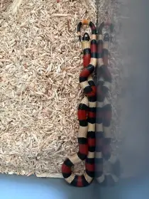 Korálovka sedlatá Lampropeltis triangulum campbelli Apricot