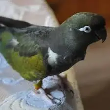 Koupím Papouška patagonského