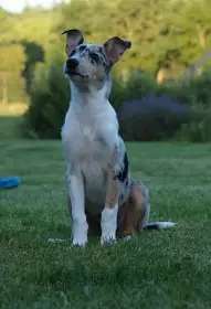 Arissa - kolie krátkosrstá