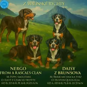 Appenzellský salašnický pes štěňata