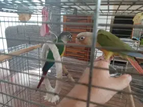 Ručně dokrmená mláďata pyrury zelenolícího