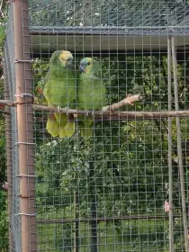 Amazoňan modročelý - mláďata