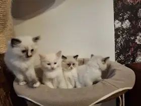 Koťátka Ragdoll