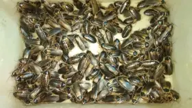 Švábi Blaptica dubia dospělci mix samci a samice, 1ks /1,70kč