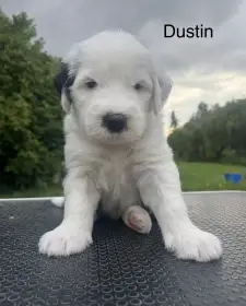 Štěňátka bobtail s PP