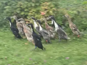 IB stáří 9 týdnu