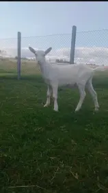 Letošní kozička, česká bílá krátkosrstá