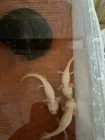 Axolotl Mexický