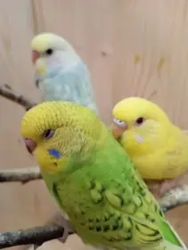 🐦 Mláďata andulek – z domácí voliéry