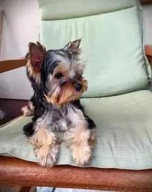 Fenka jorkšírsky terrier FCI