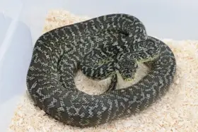 Morelia bredli, Morelia spilota, Antaresia childreni