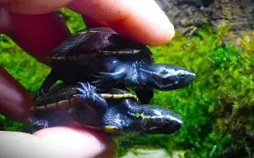 Klapavka floridská - kinosternon baurii