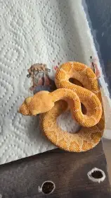 Crotalus atrox 1.1