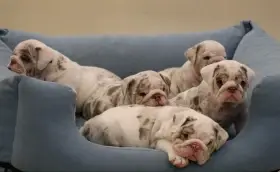 Staroanglický buldok/Old English bulldog