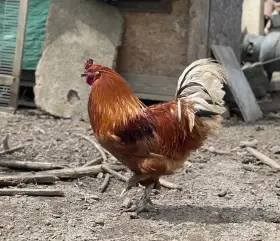 Kohout a 3 slepice
